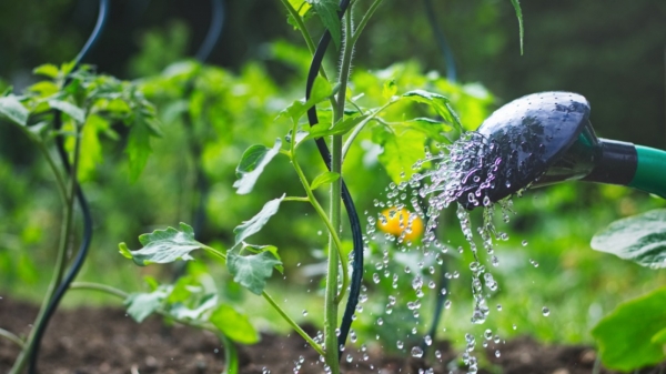 Sáu yếu tố quyết định mật độ tưới nước cho cây rau