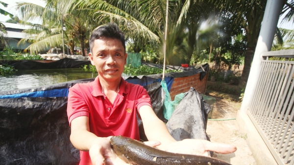 Thuần dưỡng cá dày ở vùng hạ lưu sông Mekong sinh sản tự nhiên
