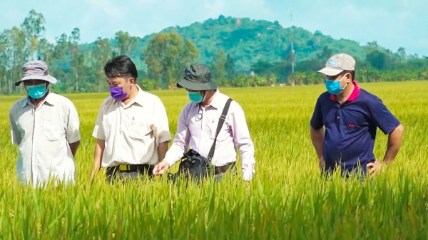 Dự án VnSAT giúp thay đổi tư duy, sản xuất lúa phải là chất lượng cao