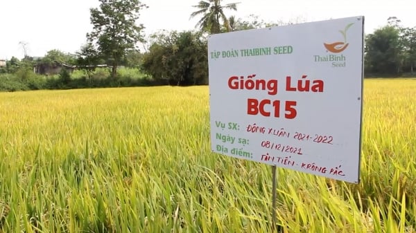 Lúa BC15 và TBR225 được nông dân Đắk Lắk đánh giá cao