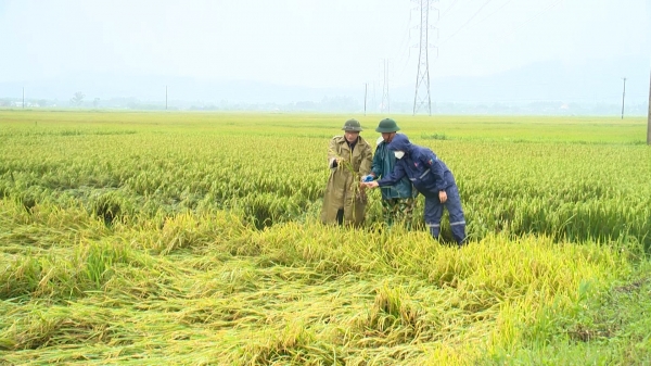 Hơn 3.500 ha lúa Đông Xuân tại Quảng Bình đổ rạp