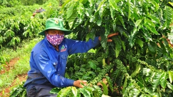 Nông dân Đắk Song toại nguyện vì có vườn cà phê tái canh xanh mướt