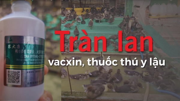Tràn lan vacxin, thuốc thú y nhập lậu [Bài 2] Trại chăn nuôi thành 'phòng thí nghiệm' vacxin lậu