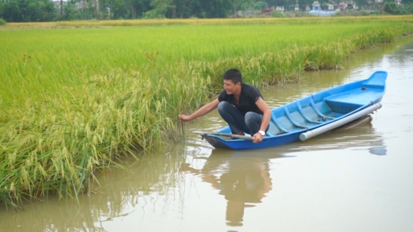 Hiệu quả kép từ trồng lúa hữu cơ kết hợp nuôi cá
