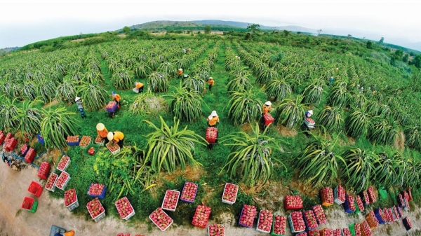 Báo Nông nghiệp Việt Nam đồng hành cùng cây thanh long
