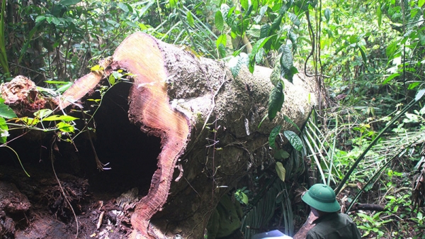 Vụ phá rừng Trường Sơn tại Quảng Bình: Ghi nhận từ hiện trường