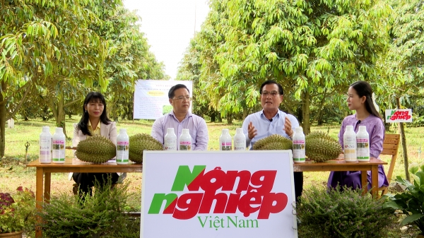 Hành động để trái sầu riêng Việt Nam đường hoàng đi chính ngạch