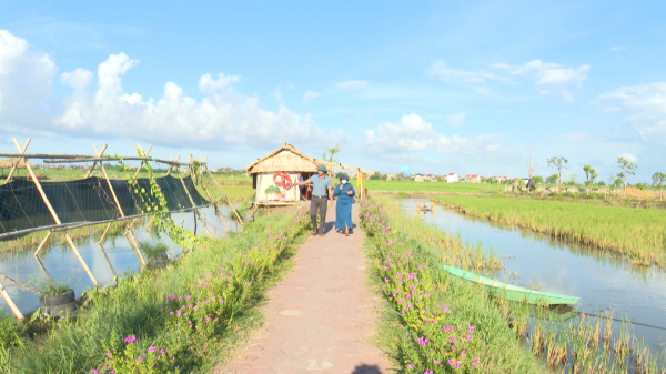 Độc đáo mô hình nông nghiệp lúa cá kết hợp du lịch tại Hà Tĩnh