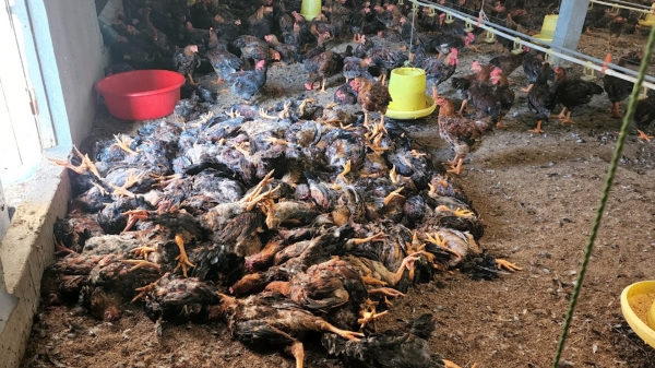 Thông tin mâu thuẫn trong sự cố điện làm chết 15.000 gà ở Phú Thọ?