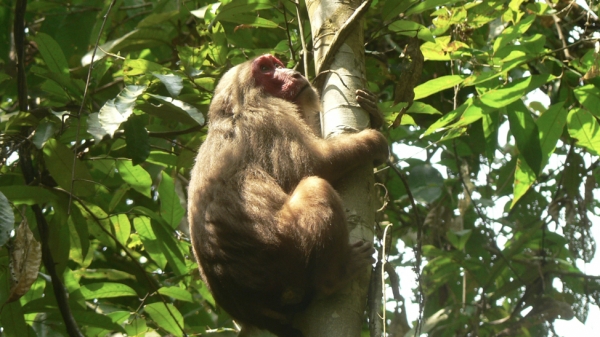 Phát hiện 2 đàn khỉ khoảng 50 con sống gần khu dân cư