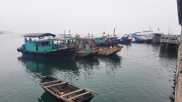 Bão số 3 áp sát, Quảng Ninh dừng cấp phép cho tàu thuyền ra khơi