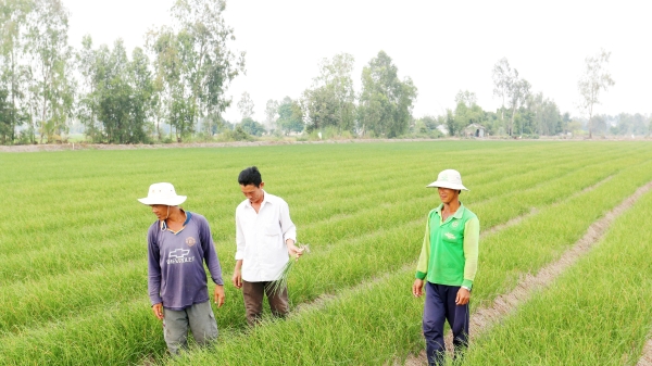 Đồng Tháp chuyển gần 10.000ha đất lúa kém hiệu quả sang cây trồng khác