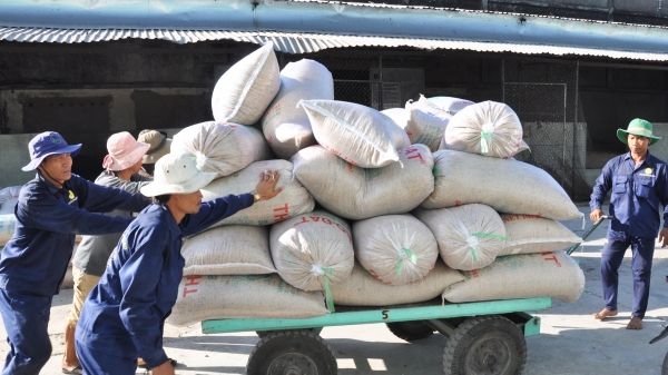 ĐBSCL: Xuất khẩu gạo nhiều nhưng giá không cao
