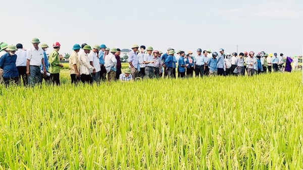 Mở rộng chuỗi liên kết sản xuất giống lúa mới theo tiêu chuẩn VietGAP