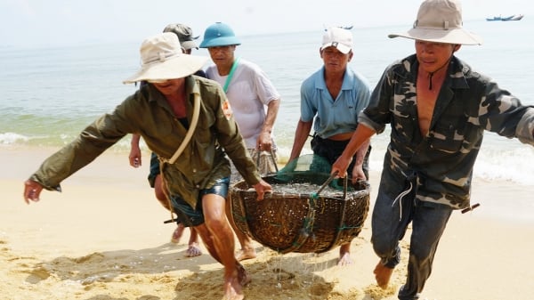 Trúng mùa cá cơm, ngư dân thu tiền triệu chỉ sau vài giờ đánh bắt