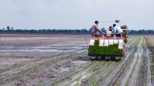 Giảm lượng giống lúa gieo sạ trong sản xuất vụ Đông Xuân 2022 - 2023