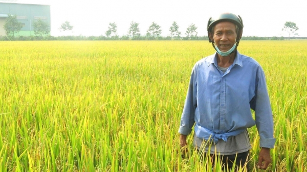 Bà con Khmer trồng lúa chuyên nghiệp