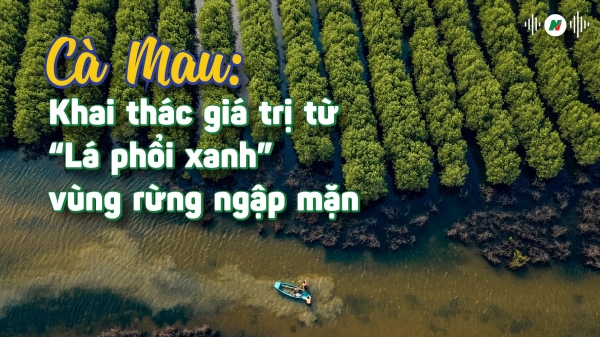 Cà Mau: Khai thác giá trị từ 'Lá phổi xanh' vùng rừng ngập mặn