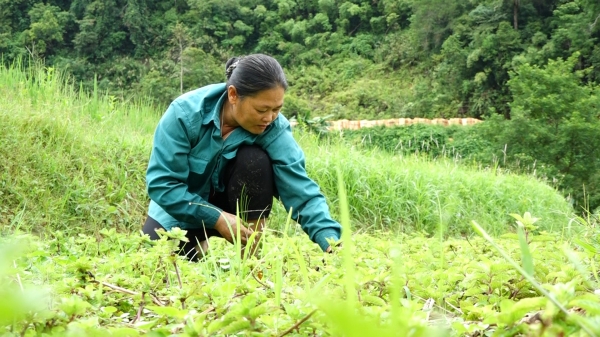 Gần 937ha nông sản xứ Lạng được cấp mã số vùng trồng