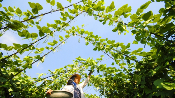 ĐBSCL hướng đến tăng trưởng xanh, nông nghiệp bền vững