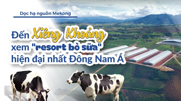 I. Đến Xiêng Khoảng xem 'resort bò sữa' hiện đại nhất Đông Nam Á