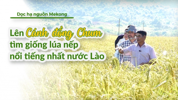 II. Lên Cánh đồng Chum tìm giống lúa nếp nổi tiếng nhất nước Lào