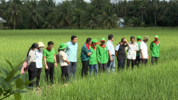 Luân canh tôm - lúa mỗi ha thu lợi 25 triệu đồng