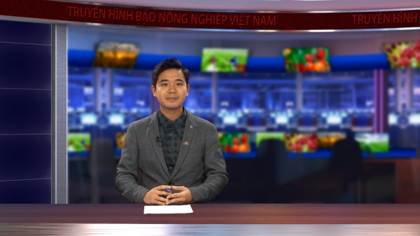 Quảng Ninh nâng cấp hệ thống đê xung yếu, ứng phó với bão lớn bất thường