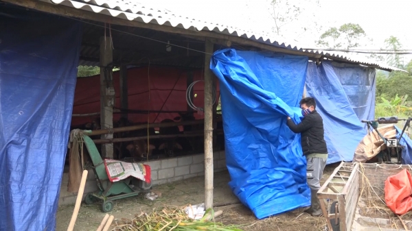 Lạng Sơn rốt ráo phòng chống đói rét cho gia súc