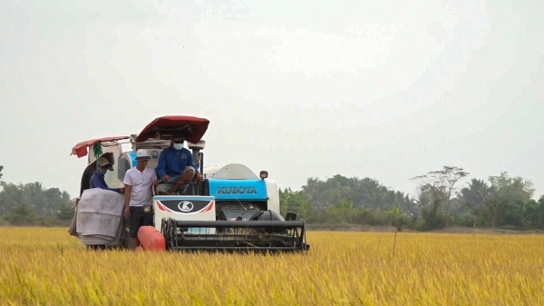 Đồng bằng sông Cửu Long phát huy lợi thế vựa lúa lớn nhất cả nước
