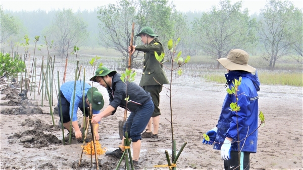 4,3 triệu USD phục hồi bền vững rừng ngập mặn vùng Đồng bằng sông Hồng