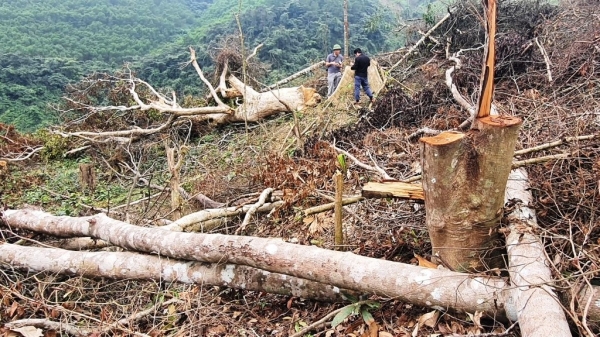 Gần 6ha rừng tự nhiên bị phá để trồng keo tràm