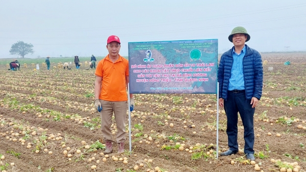Trồng khoai tây sử dụng phân bón Sitto Việt Nam cho năng suất cao