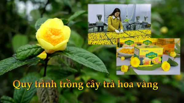 Cải thiện sinh kế người dân vùng cao bằng trồng cây trà hoa vàng