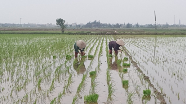 Nam Định: Hơn 60ha lúa bị chết vì nhiễm mặn