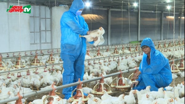 Liên kết chuỗi chăn nuôi gà an toàn sinh học giảm rủi ro dịch bệnh