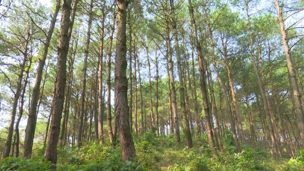Quản lý và khai thác rừng hiệu quả để phát triển kinh tế
