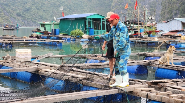 Phê bình Chủ tịch huyện Cát Hải triển khai đề án nuôi trồng thủy sản chậm