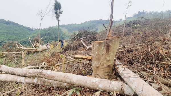 Khởi tố vụ phá rừng tự nhiên ở Tuyên Hóa