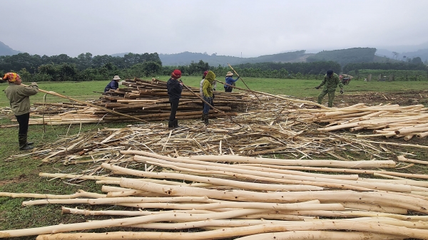 Để gỗ rừng trồng rộng đường xuất ngoại
