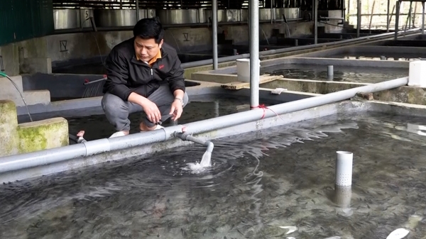Việt Hồng phát triển nghề nuôi cá tầm