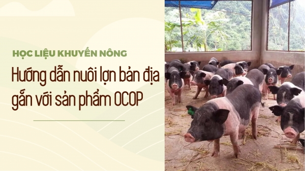 Chăn nuôi lợn bản địa gắn với sản phẩm OCOP