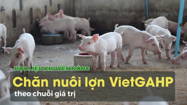 Chăn nuôi lợn VietGAHP theo chuỗi giá trị
