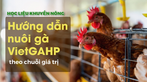 Chăn nuôi gà VietGAHP theo chuỗi giá trị