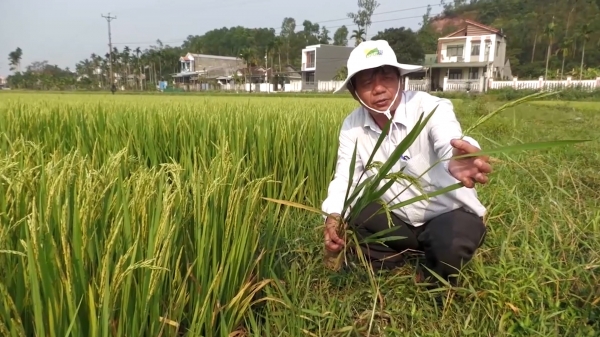 Bệnh đạo ôn gây hại trên nhiều diện tích lúa ở Quảng Ngãi
