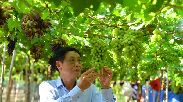 Lễ hội Nho và Vang Ninh Thuận: Tôn vinh giá trị cây nho