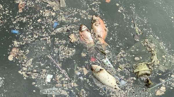 Cá chết hàng loạt trên kênh Nhiêu Lộc sau trận mưa đầu mùa