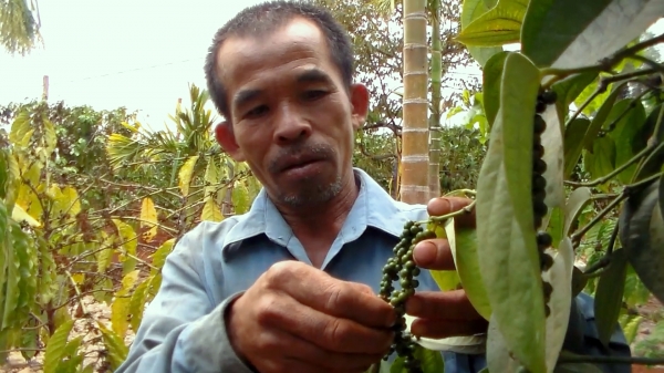 Lão nông U50 hồi sinh cây hồ tiêu từ phân hữu cơ tự ủ