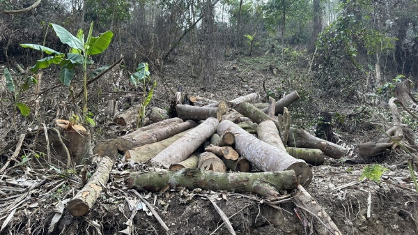 Khởi tố vụ phá rừng tự nhiên ở huyện Chợ Đồn