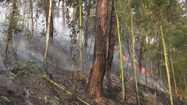 Người dân đi tảo mộ, đốt cỏ rác gây cháy hơn 6 ha rừng